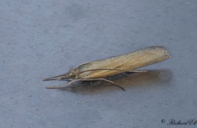 Dystergrsmott - Common Grass-veneer (Agriphila tristella)