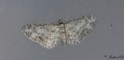 Lnnmalmtare - Maple Pug (Eupithecia inturbata)