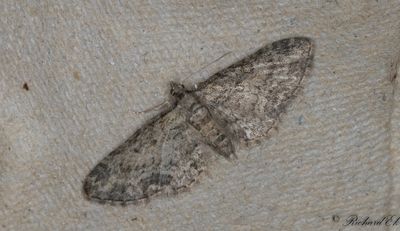 Lnnmalmtare - Maple Pug (Eupithecia inturbata)