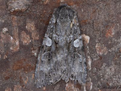 Större skogsfly - Great Brocade (Eurois occulta)