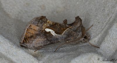 Droppmetallfly - Dewick's Plusia (Macdunnoughia confusa)
