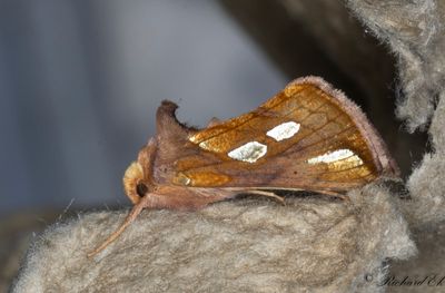 Gulbrunt metallfly - Gold Spot (Plusia festucae)
