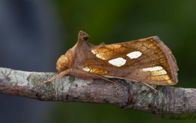 Gulbrunt metallfly - Gold Spot (Plusia festucae)