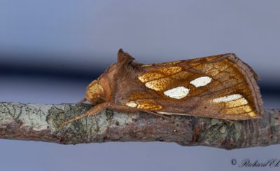Gulbrunt metallfly - Gold Spot (Plusia festucae)