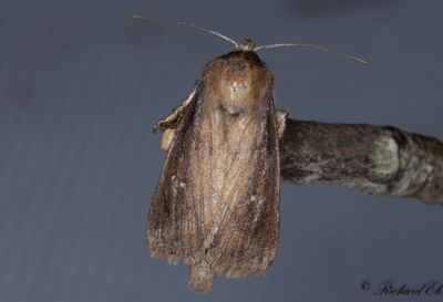 Tvillingflckat rrfly - Twin-spotted Wainscot (Lenisa geminipuncta)