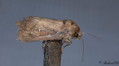 Tvillingflckat rrfly - Twin-spotted Wainscot (Lenisa geminipuncta)