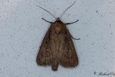 Tvillingfläckat rörfly - Twin-spotted Wainscot (Lenisa geminipuncta)