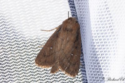 Tvillingflckat rrfly - Twin-spotted Wainscot (Lenisa geminipuncta)
