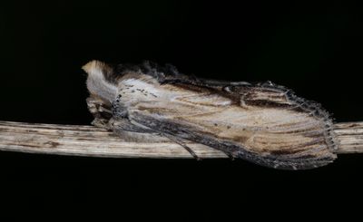 Grgult kapuschongfly - Striped Lychnis (Cucullia lychnitis)