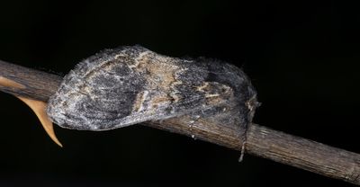 Poppeltandvinge - Three-humped Prominent (Notodonta tritophus)