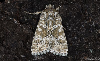Grönbrunt klippfly (Polymixis polymita)