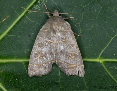 Poppelvecklarfly - The Olive (Ipimorpha subtusa)