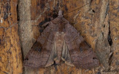 Svartpunktsjordfly - Dotted Clay (Xestia baja)
