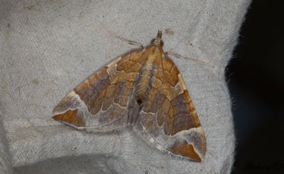 Violettgrå parkmätare - The Chevron (Eulithis testata)
