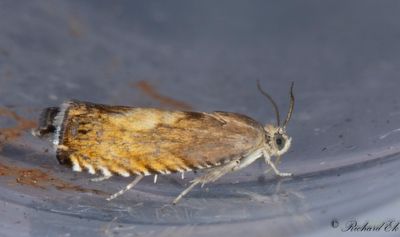 Guldsolvecklare (Pammene aurita)