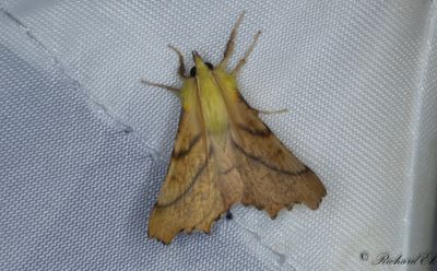 Alflikmtare - Canary-shouldered Thorn (Ennomos alniaria)