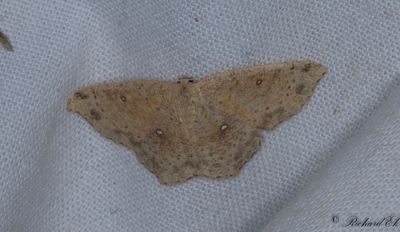 Brunvattrad grdelmtare - False Mocha (Cyclophora porata)
