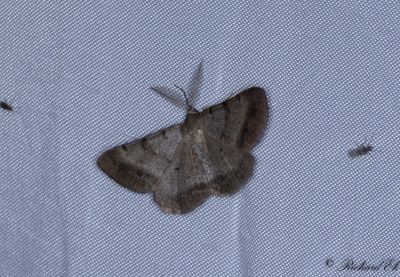 Hedmtare - Bordered Grey (Selidosema brunnearia)