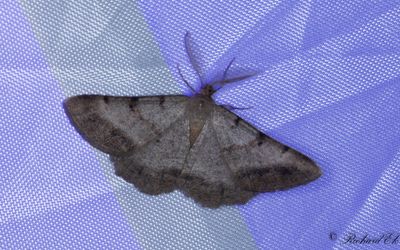 Hedmätare - Bordered Grey (Selidosema brunnearia)