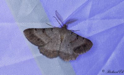 Hedmtare - Bordered Grey (Selidosema brunnearia)