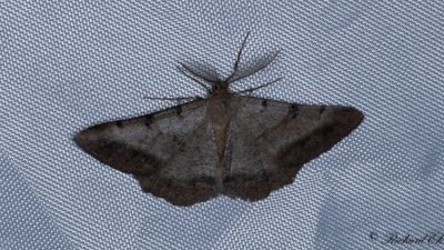 Hedmtare - Bordered Grey (Selidosema brunnearia)