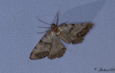 Hedmtare - Bordered Grey (Selidosema brunnearia)