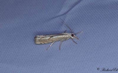 Knägräsmott - Elbow-striped Grass-veneer (Agriphila geniculea)