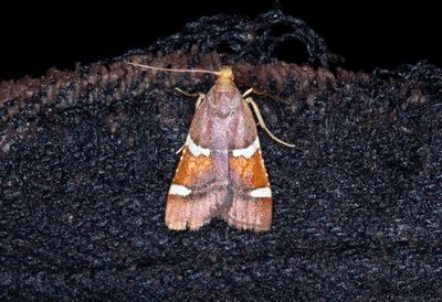 Kungligt ljusmott (Pyralis regalis)
