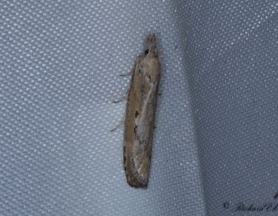 Sandflymott (Aphomia zelleri)