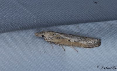Sandflymott (Aphomia zelleri)
