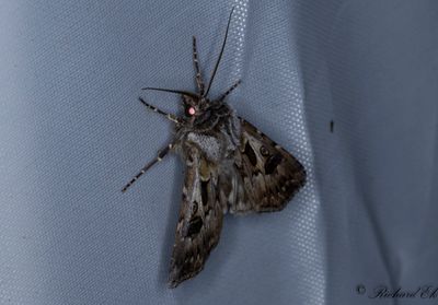 Spårjordfly - Archer's Dart (Agrotis vestigialis)