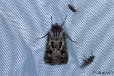 Sprjordfly - Archer's Dart (Agrotis vestigialis)