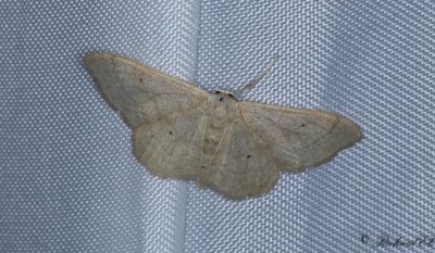 Våglinjelövmätare - Plain Wave (Idaea straminata)