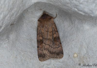 Tvärlinjerat jordfly - Six-striped Rustic (Xestia sexstrigata)