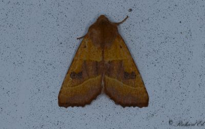 Tvärbandat gulvingfly - Centre-barred Sallow (Atethmia centrago)