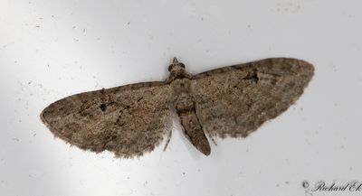 Gullrismalmtare - Golden-rod Pug (Eupithecia virgaureata)