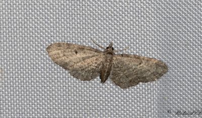 Pilmalmtare - Slender Pug (Eupithecia tenuiata)