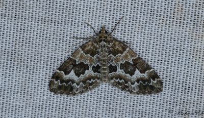Hasselfltmtare - Broken-barred Carpet (Electrophaes corylata)