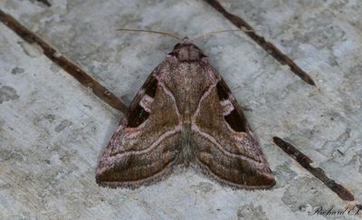 Jungfrufly - Silvery Gem (Eucarta virgo)