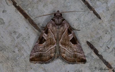 Jungfrufly - Silvery Gem (Eucarta virgo)