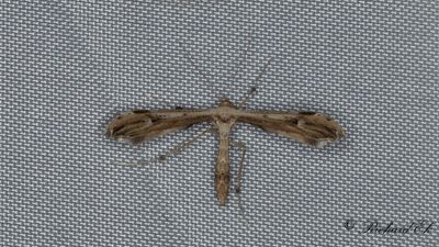 Grtt krisslefjdermott - Dusky Plume (Oidaematophorus lithodactylus)