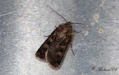 Storringat jordfly (Euxoa recussa)