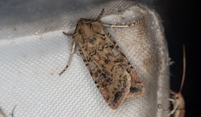 Sandfältsjordfly - Coast Dart (Euxoa cursoria)