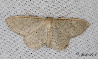 Halmfrgad lvmtare - Dotted Border Wave (Idaea sylvestraria)