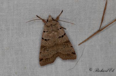 Punktjordfly - Plain Clay (Eugnorisma depuncta)