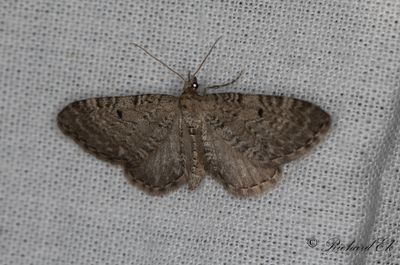 Tistelmalmtare - Satyr Pug (Eupithecia satyrata)