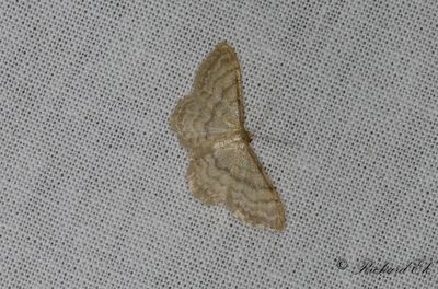 Sidenlvmtare - Silky Wave (Idaea dilutaria)