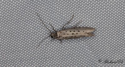 Blyspinnmal (Yponomeuta sedellus)