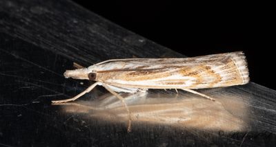 Linjerat grsmott (Pediasia fascelinella)