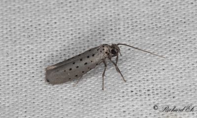 Blyspinnmal (Yponomeuta sedellus)